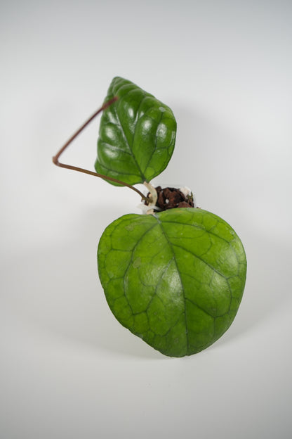 hoya 'ricardo' (SS13-05)