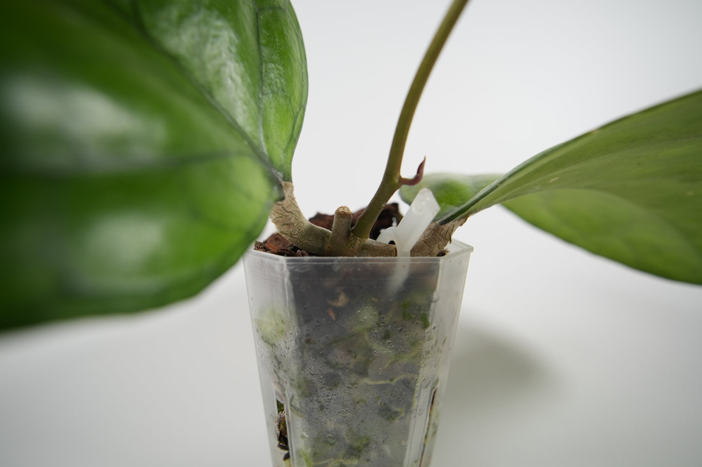 hoya 'ricardo' (SS13-05)