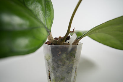 hoya 'ricardo' (SS13-05)