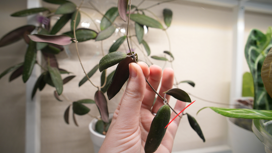 hoya sp. sabah dragonfly (EPC 960)