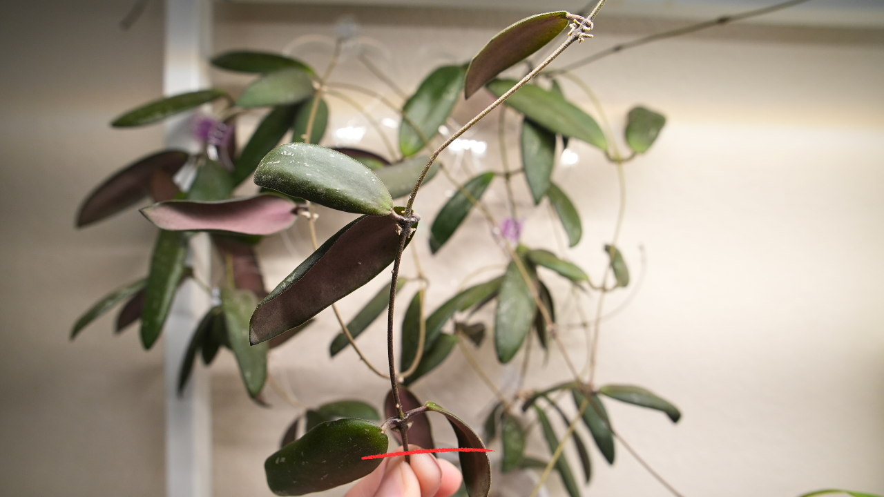 hoya sp. sabah dragonfly (EPC 960)