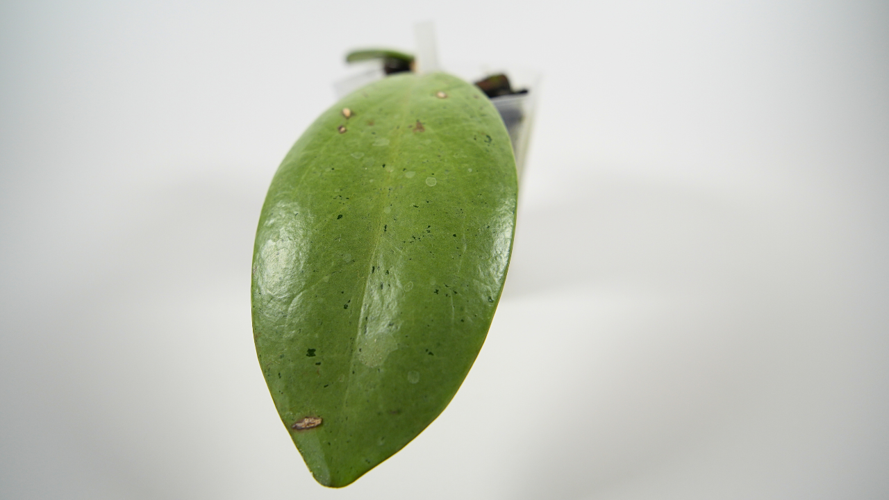 hoya 'silver dollar'
