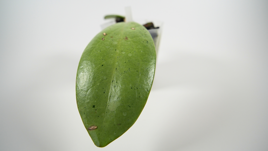 hoya 'silver dollar'