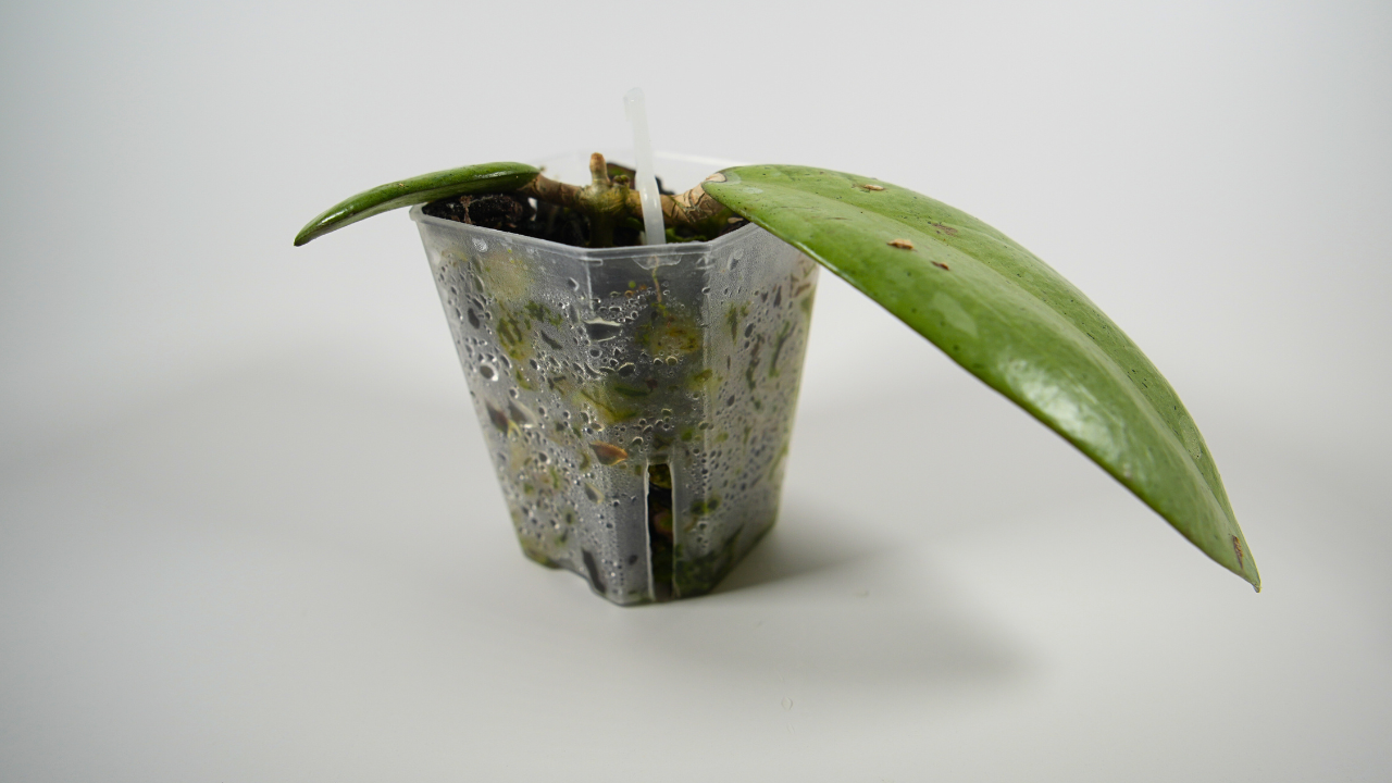 hoya 'silver dollar'