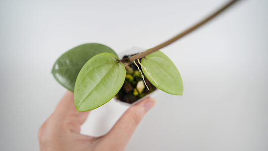 hoya verticillata silver heart
