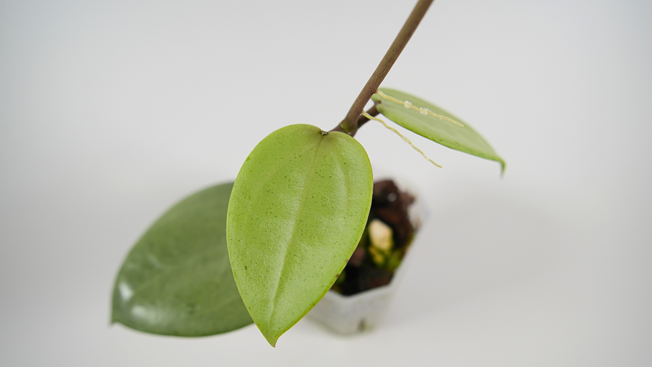 hoya verticillata silver heart