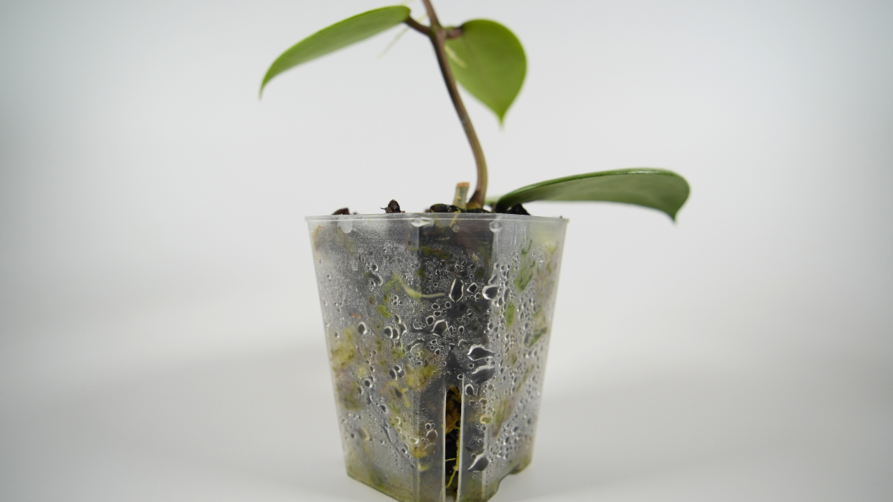 hoya verticillata silver heart