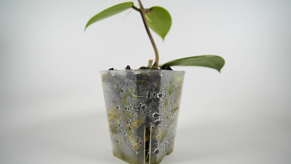 hoya verticillata silver heart