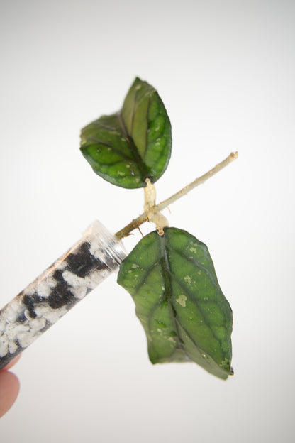 takengon wavy leaf (unrooted)