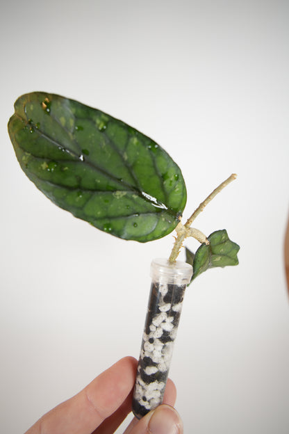 takengon wavy leaf (unrooted)