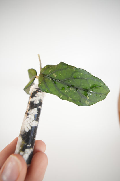 takengon wavy leaf (unrooted)