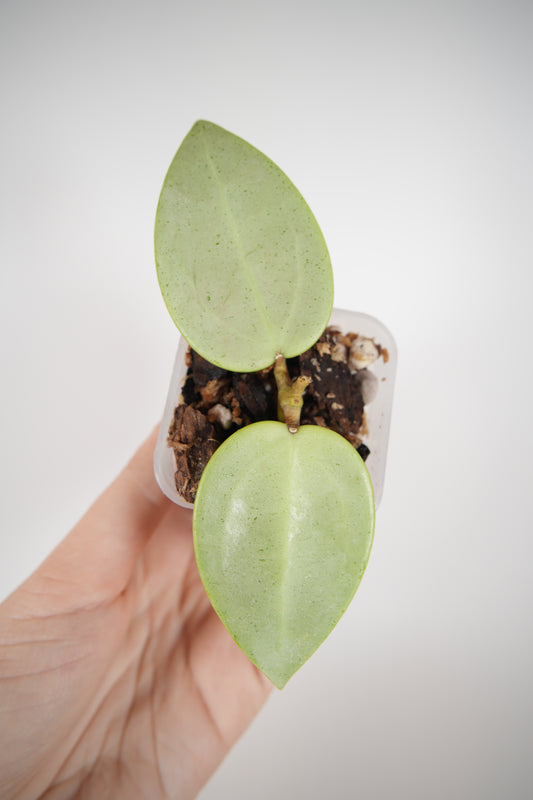 verticillata silver heart