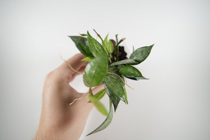 hoya lacunosa white pearl