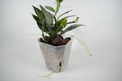 hoya lacunosa white pearl