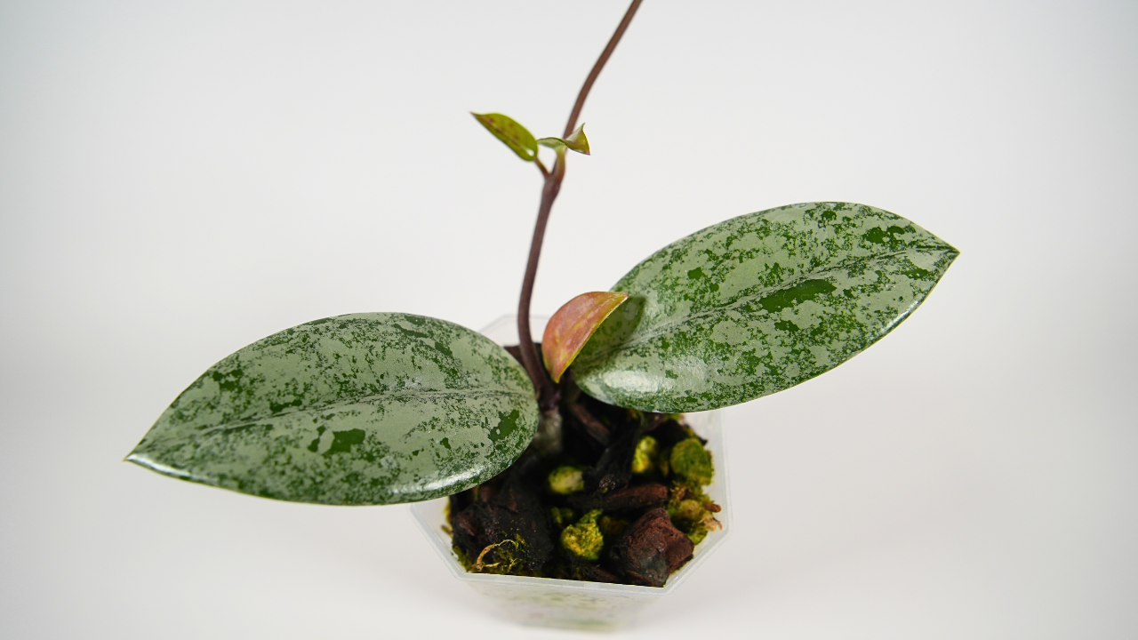 hoya carnosa wilbur graves thailand